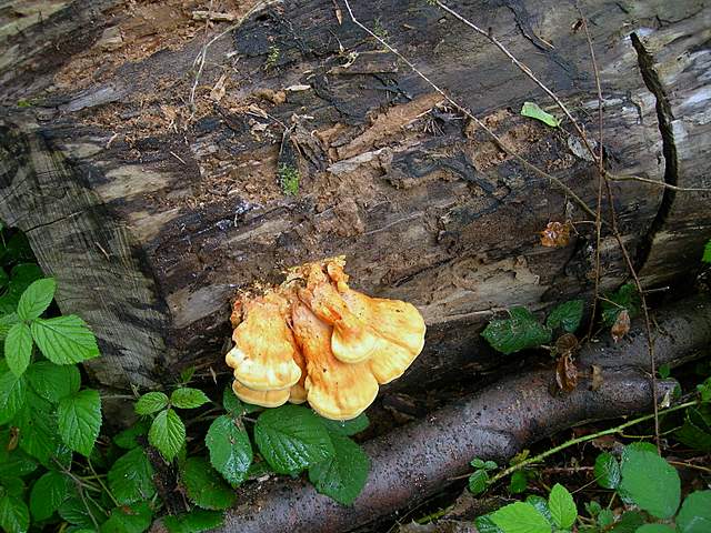 Caresta...penuria e tempi duri.....
